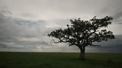 Storm clouds build over African plain  Stock Footage 11240706