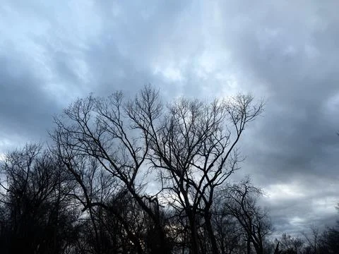 Storm Clouds Building Above Bare Tree Silhouettes Stock-Fotos