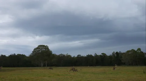 Storm Clouds building over Kangaroos - 4k timelapse Stock Footage 58608325