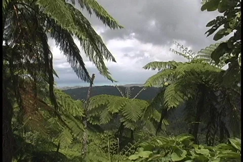 Storm clouds gather above a the Puerto Rican jungle. Video stock 438548
