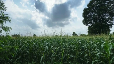 Storm Clouds Gathering Above a Green Maize Field Before Rainfall Stock Footage 340974156