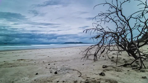 Storm Clouds Gathering Behind Tree Branch - Byron Bay Beach Stock Footage 138677856