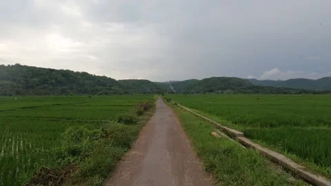Storm Clouds Gathering Over Rice Fields – Indonesia Wide Shot Stock Footage 322177628