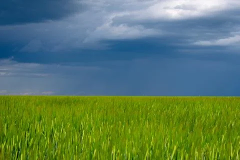 Storm clouds gathering over a wide green field, creating a dramatic natural.. Stock Photos