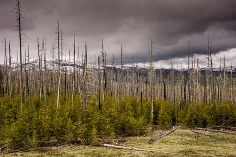 Storm Clouds on Mount Washburn Stock Photos