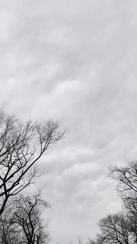 Storm Clouds Over Bare Winter Trees Video stock 344779366