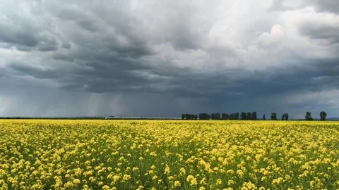 Storm Clouds Over Blooming Yellow Rapeseed Field in Rural Countryside Video stock 312597196