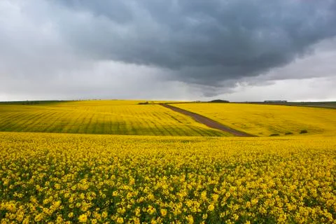 Storm clouds over canola Stock Photos