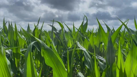 Storm clouds over a corn crop close up on a farm in rural Georgia Stock Footage 221284453