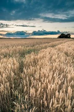 Storm clouds over the corn field in the evening Stock Photos