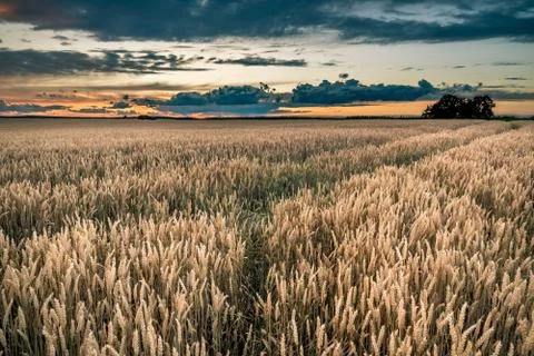 Storm clouds over the cornfield in the evening Stock Photos