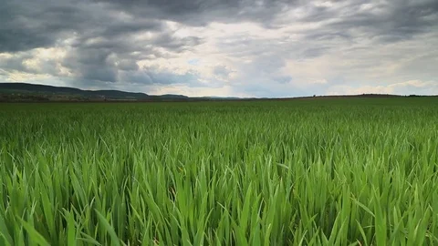 Storm clouds over the field of wheat 動画素材 74657591