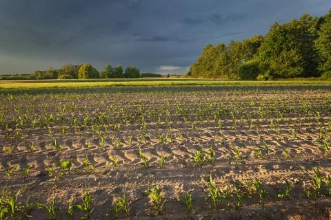 Storm clouds over a field of young corn Stock Photos