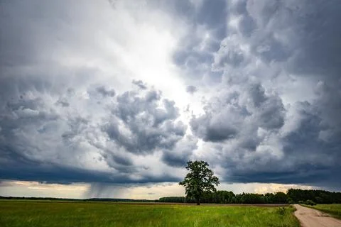Storm clouds over green fields and tree, nature background Stock Photos