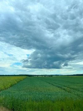 Storm clouds over green wheat field Stock Photos
