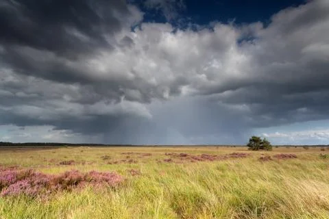 Storm clouds over marsh with flowering heather Stock Photos