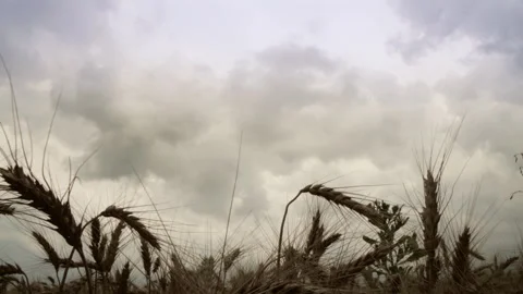 Storm Clouds Over Ripe Wheat Field Time Lapse Stock Footage 333252023