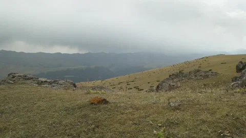 Storm Clouds Over Sheep Herd on Assy Plateau Kazakhstan Vidéo 334047800