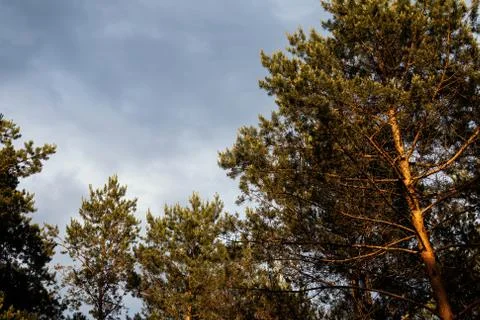 Storm clouds over the tips of pine trees in forest Stock Photos
