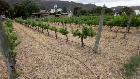 Storm clouds over vineyard in the Karoo desert, Barrydale Stock Footage 227478244
