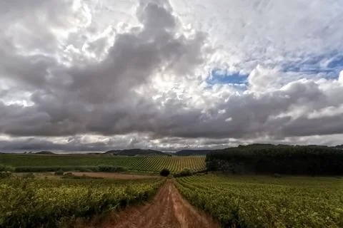 Storm clouds over a vineyard Foto stock