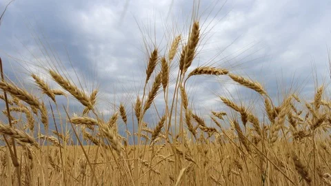 Storm clouds over wheat field 2 Stock Footage 91578244