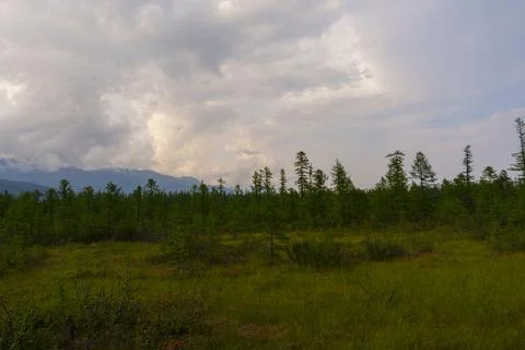Storm clouds over young forest in mountain valley Foto stock
