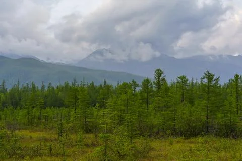 Storm clouds over young forest in mountain valley Foto stock