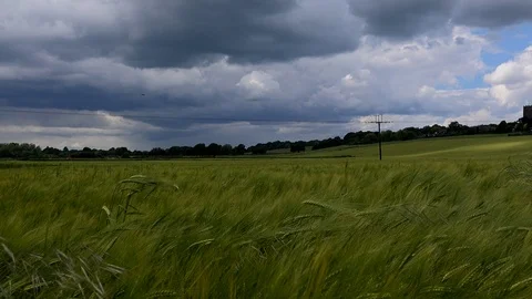 Storm clouds overhead with wheat field blowing in the wind England UK 4K Stock Footage 111034481