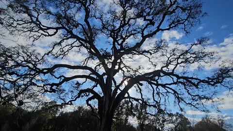 Storm clouds passing oak tree forest Hyper lapse Video stock 260397593