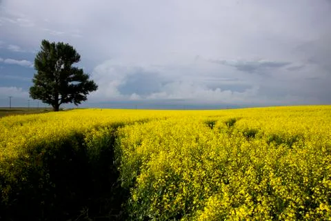 Storm Clouds Saskatchewan Stock Photos