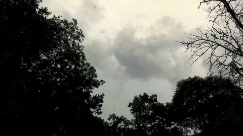 Storm clouds through live oak trees Stock Footage 92377760