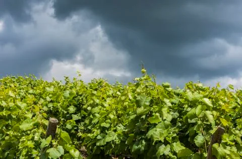 Storm Clouds Vineyard Stock Photos