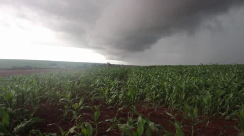 Storm Coming in Corn Field 動画素材 25734741