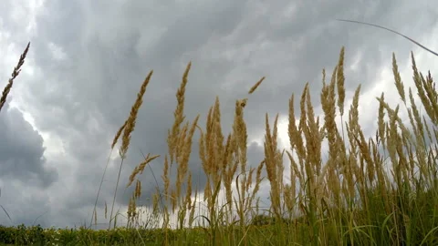 A storm is coming. Gray clouds in a stormy sky. Stock Footage 171346069