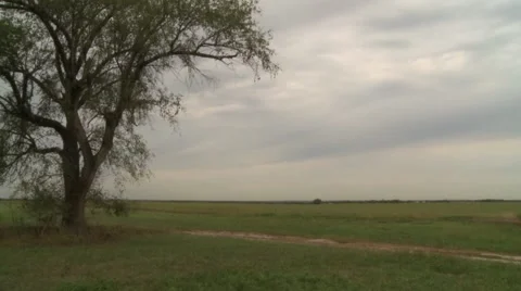 Storm Coming Lone Tree Stock Footage 43219446