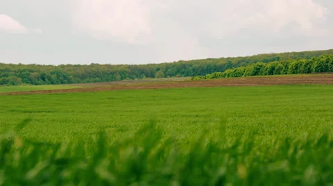 Storm coming while grass trembling in the wind Stock Footage 38046023