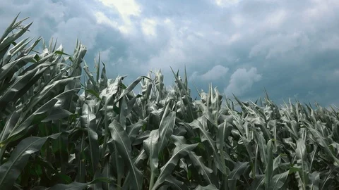 Storm in corn field 스톡 동영상 93563212