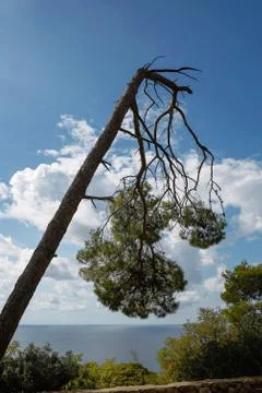 Storm damage and broken tree in the forest Stock Photos