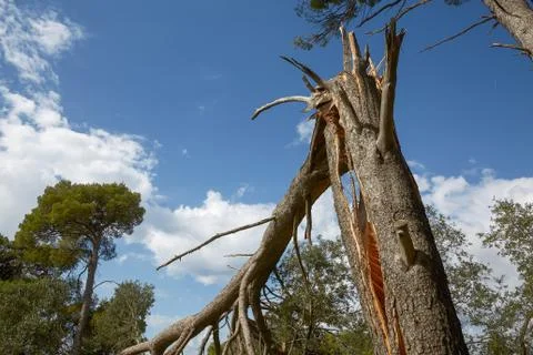Storm damage and broken tree in the forest Stock Photos