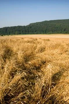 Storm damage on a cereal field Foto stock