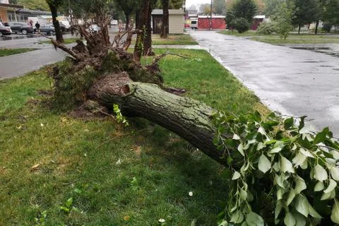 Storm damage. Fallen tree after a storm. Tornado storm damage causes a large  Stock Photos