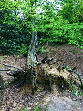 Storm damage. Fallen tree after a storm. Storm damage causes a large mature tree Foto stock