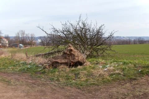 Storm damage, fallen tree. Stock Photos