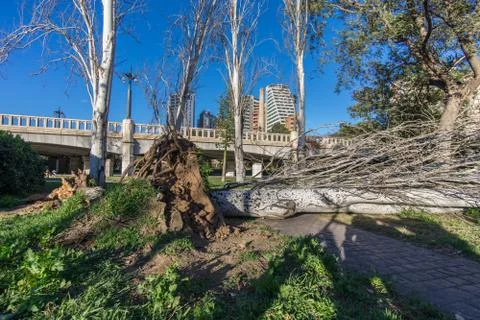 Storm damage. Fallen trees Stock Photos