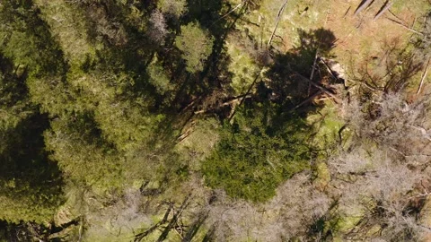 Storm damage with fallen trees at Thirlmere in the Lake District. Stock Footage 170772471
