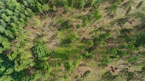 Storm damage, forest - aerial view Stock Footage 78907533