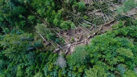 Storm damage in the forest - natural disaster 스톡 동영상 79128475