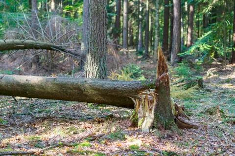 Storm damage in the forest Stock Photos