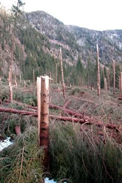 Storm damage in the forest Stock Photos